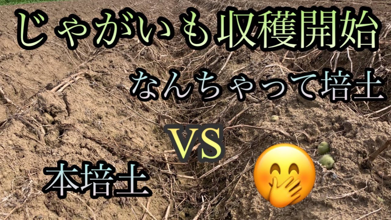 🥔オホーツクfarm産じゃがいも収穫開始🥔