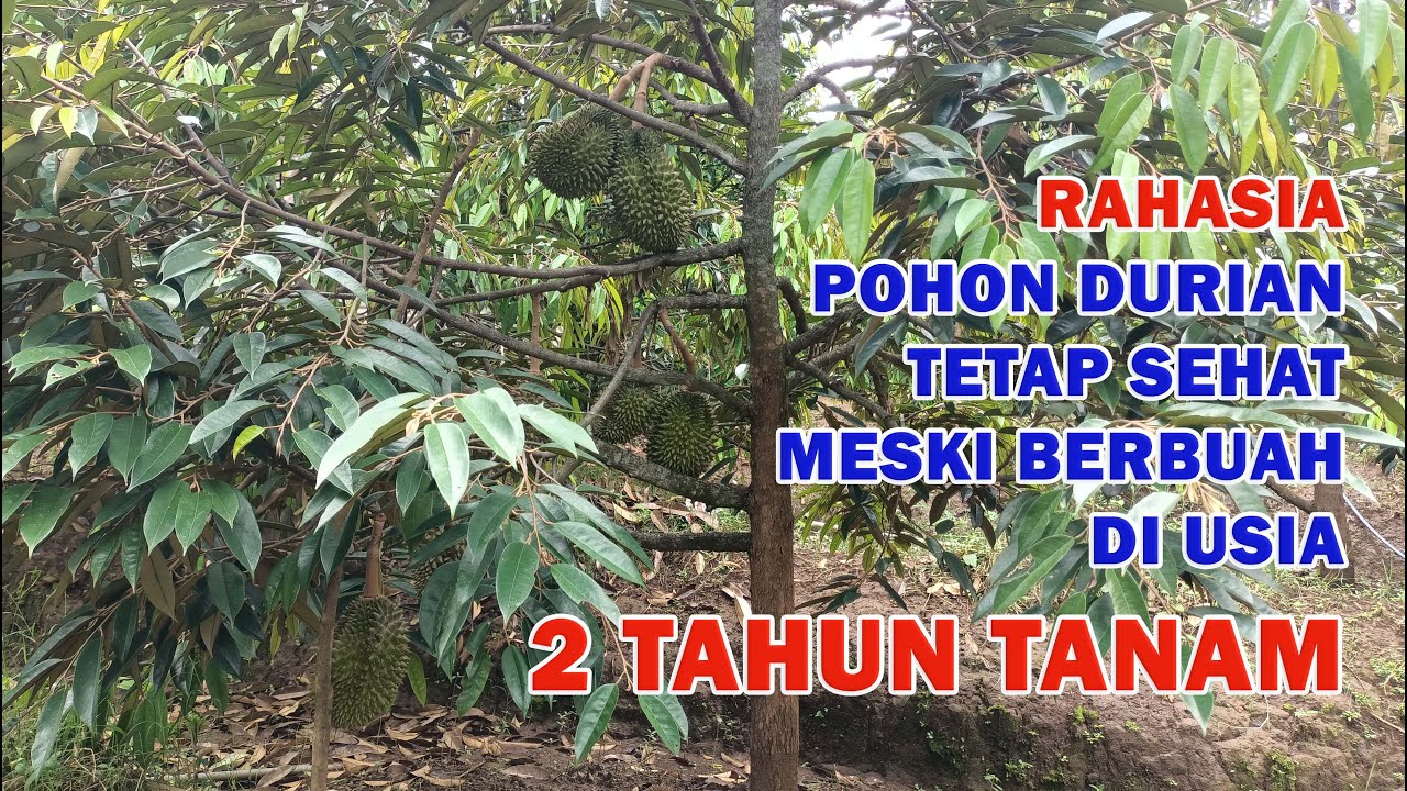 Mempertahankan kondisi pohon durian bawor umur 2 tahun yang sudah berbuah agat tetap sehat
