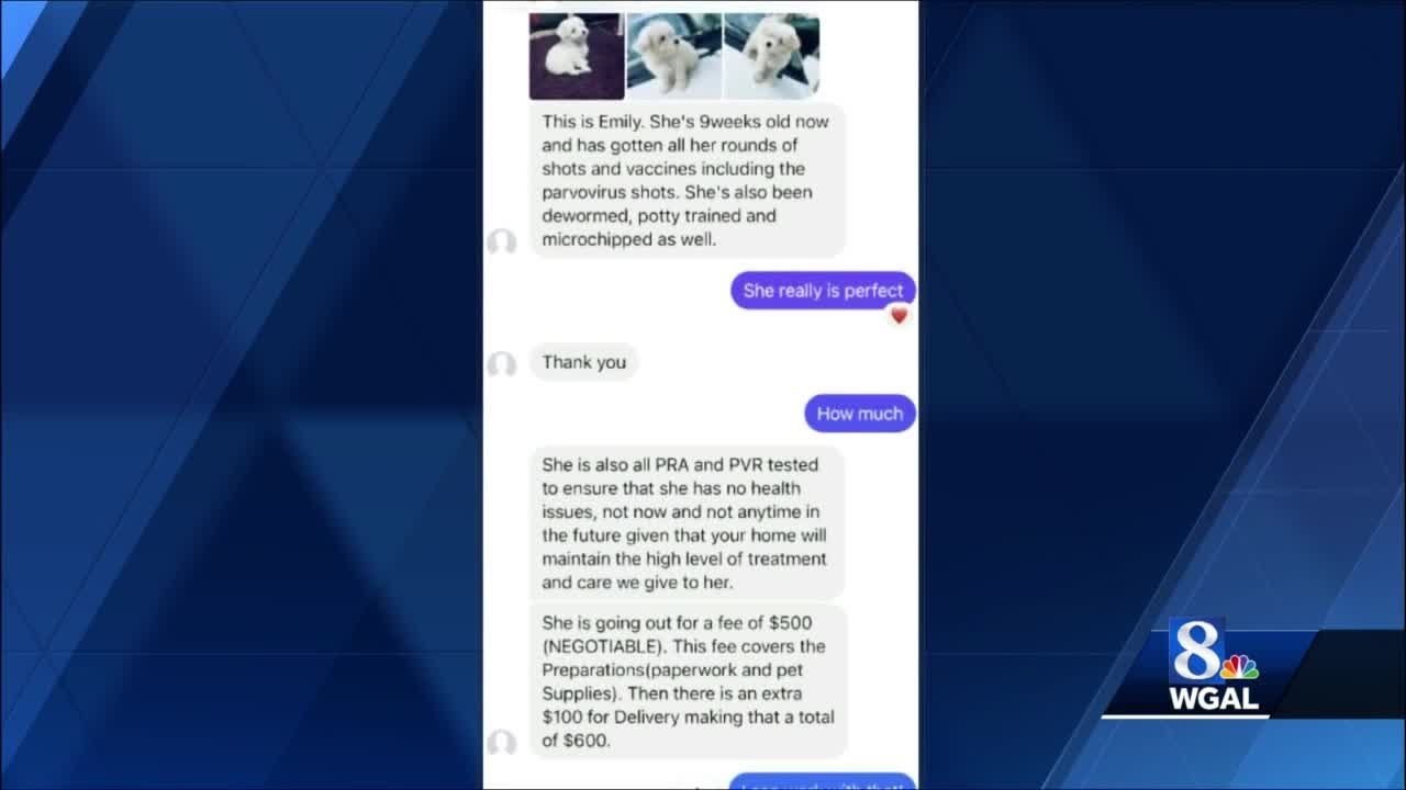 Puppy scam