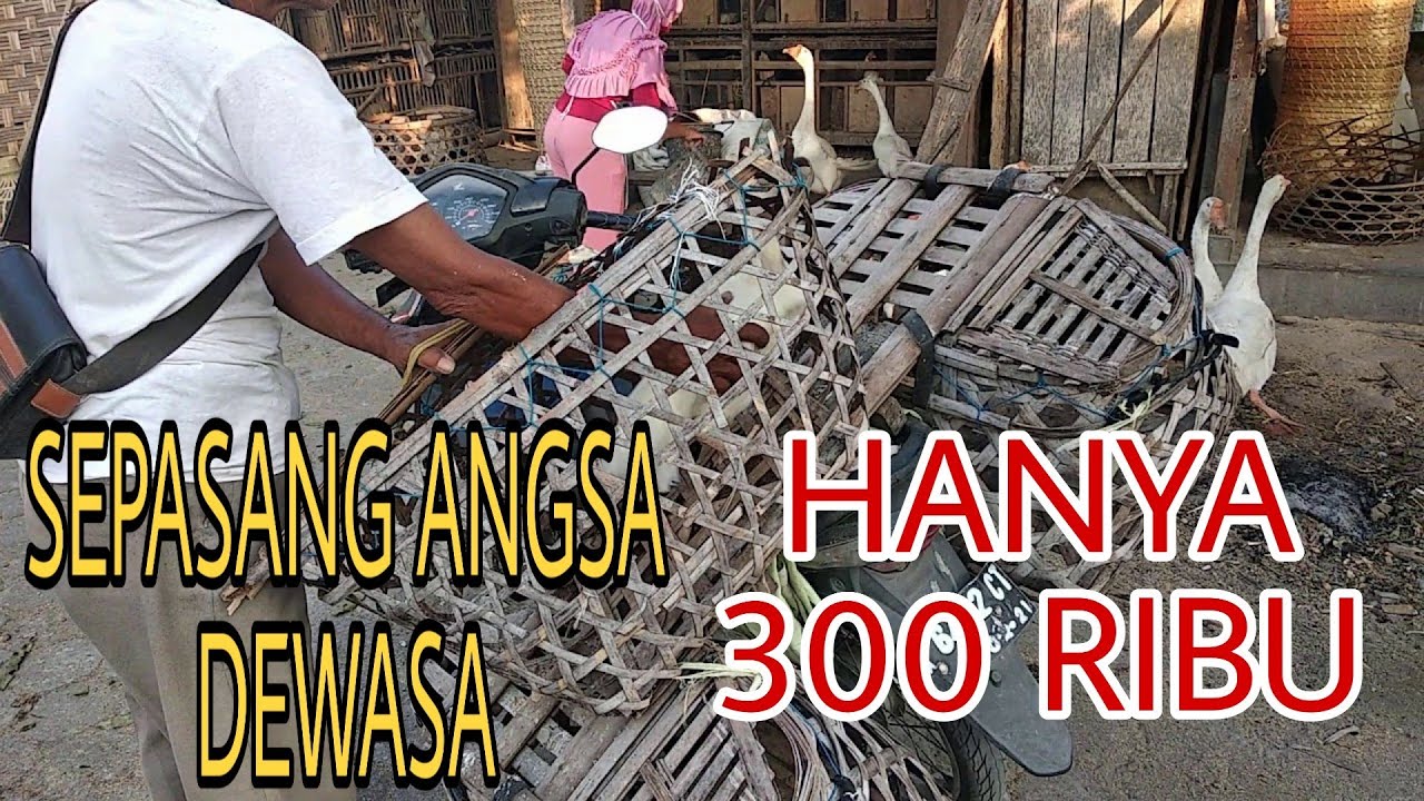 HARGA ANGSA / SOANG SEPASANG 300 RIBU, HARGA ANGSA DEWASA