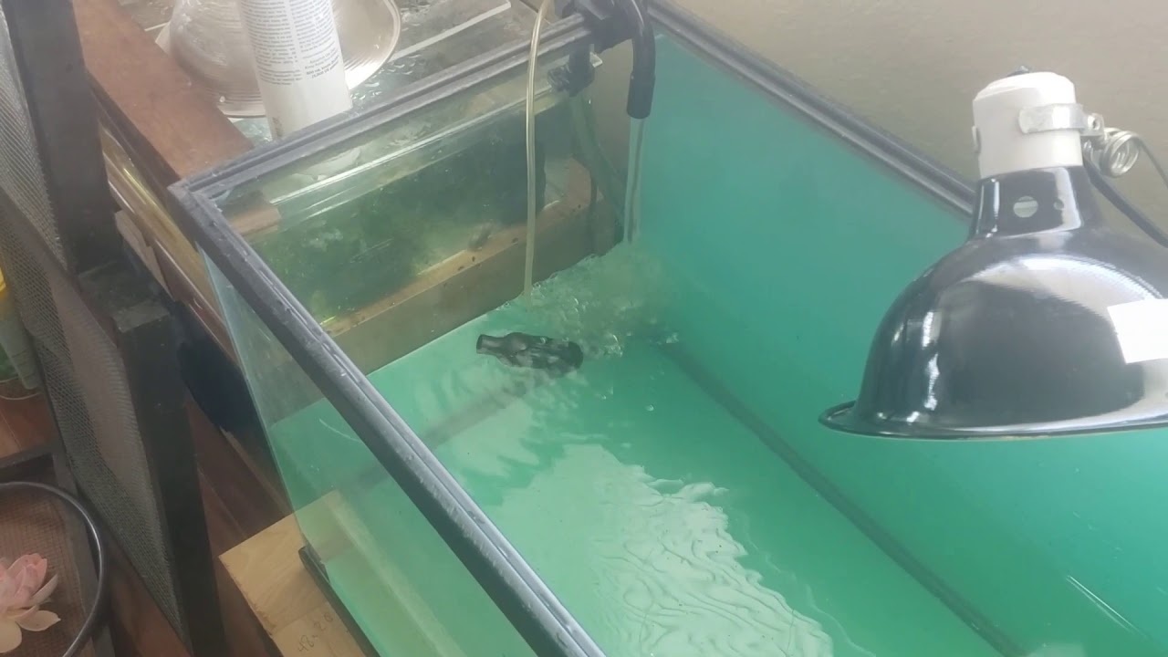 Canister filter for Turtle tank, setting up for pet turtles!!