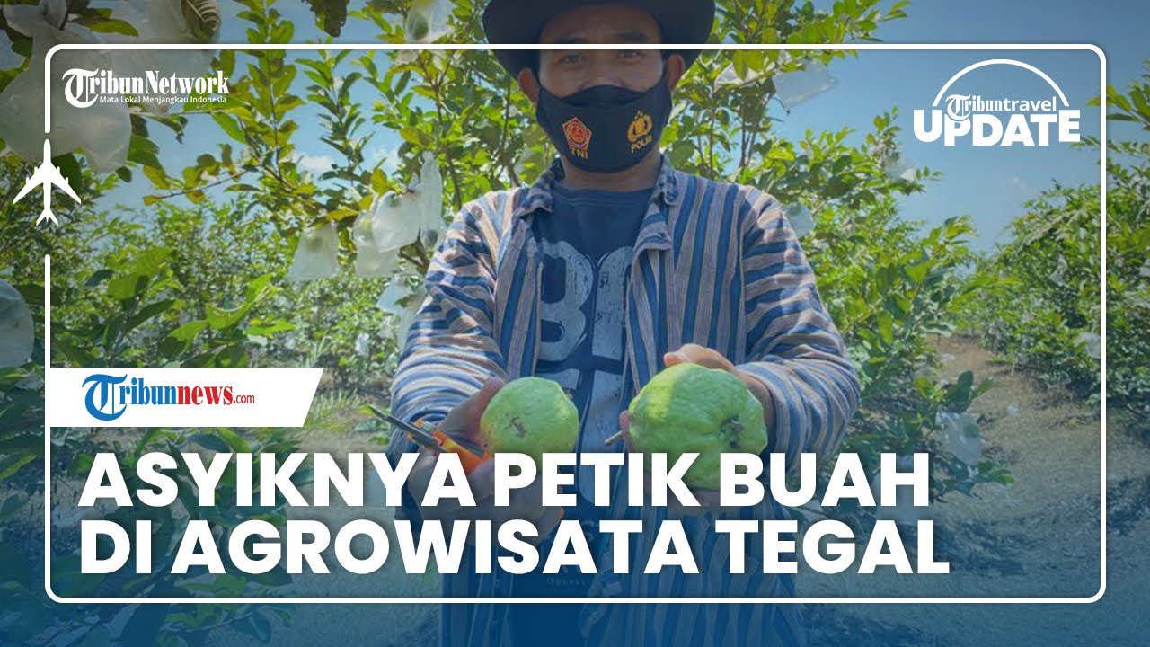 Memetik Buah-buahan Serasa di Kebun Sendiri di Agrowisata Bumdes Wringin Sejahtera Tegal