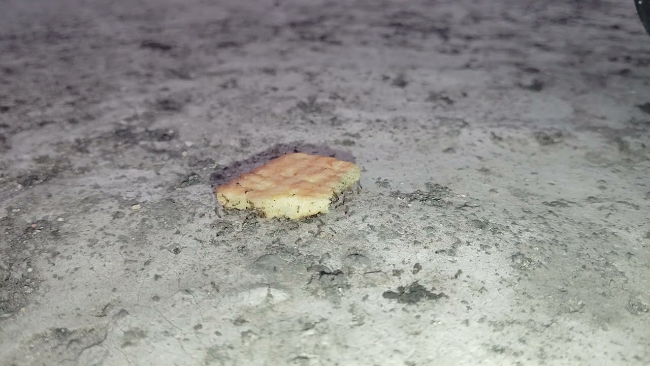 Time-Lapse of Ants Devouring Food | Mesmerizing Macro Footage🐜🐜