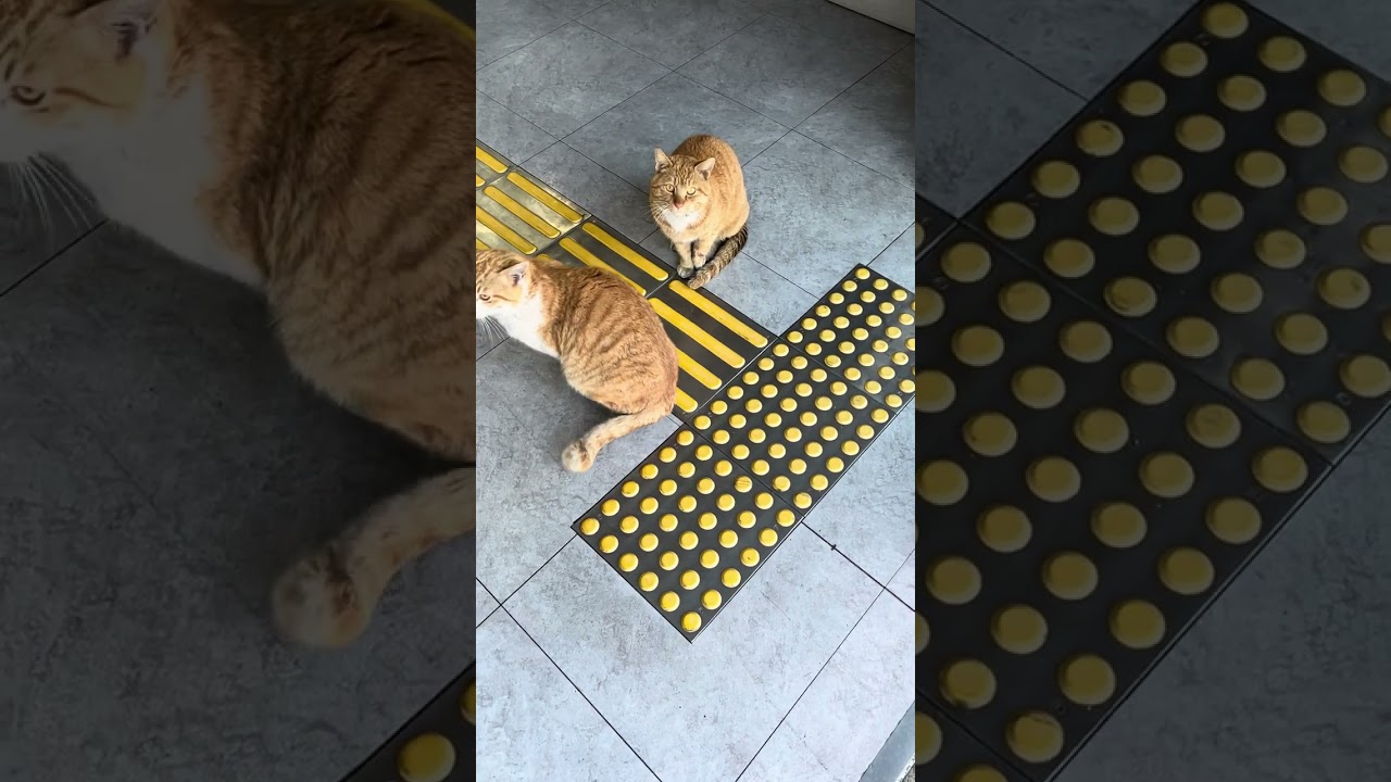 lovely cat