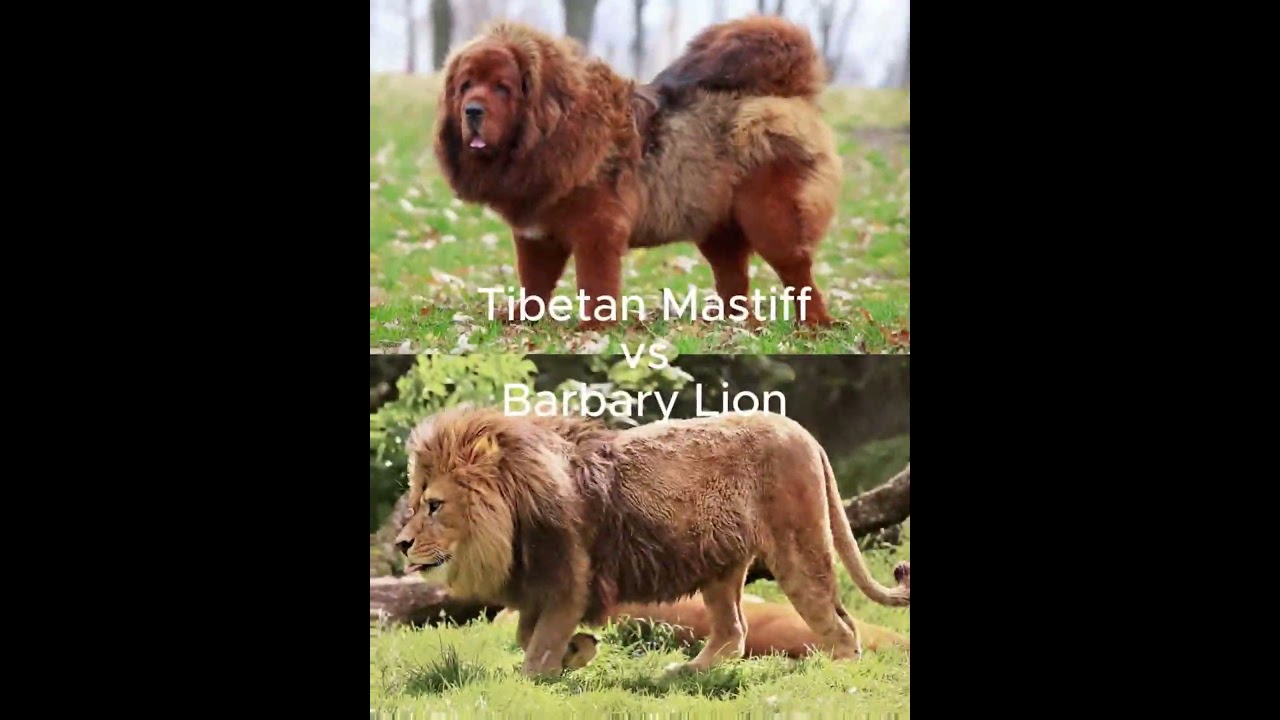 Dog Breeds vs Big Cats #shorts
