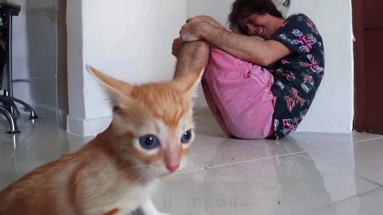 Hilarious Cat Stole The Show Again!🐾🎥 Funny Cat and Human Videos