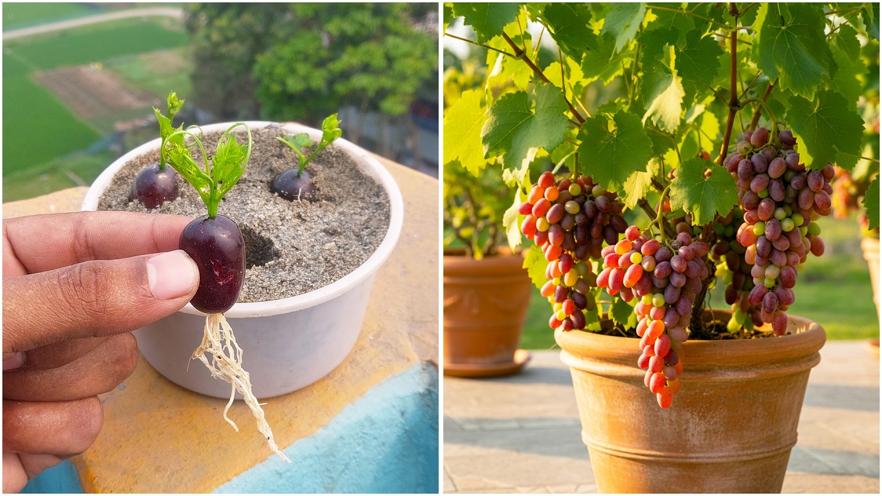 घर पर फलों से अंगूर का पौधा उगाना | आसान बागवानी हैक