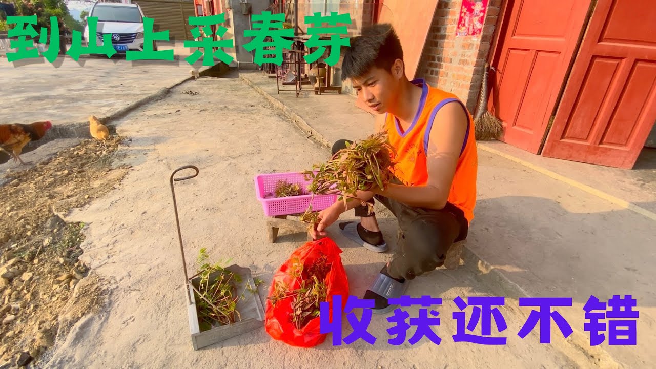 太阳太大了，休息一下午，这个季节山上的野菜太多了，去山上找点椿芽，没想到还收获挺多的，还没长出来多少，再过个把星期应该有很多春芽了！