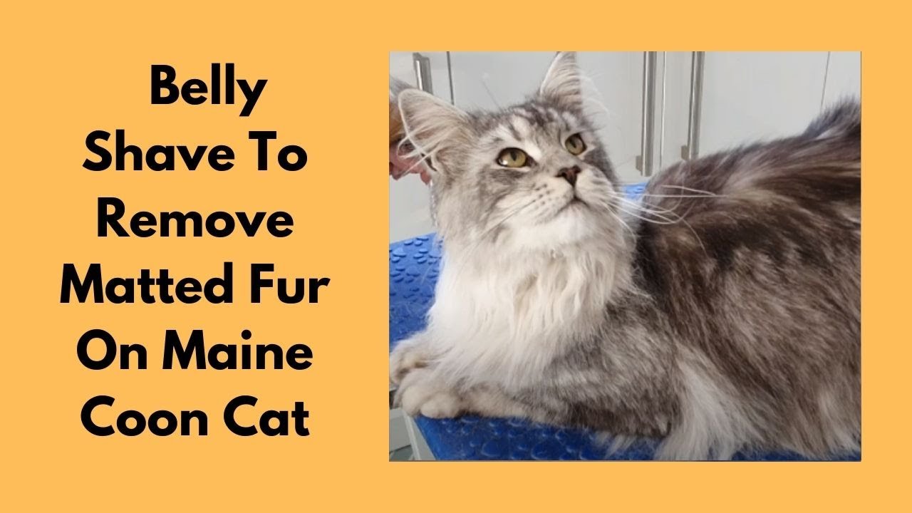 Maine Coon Cat | Belly Shave To Remove Matted Fur