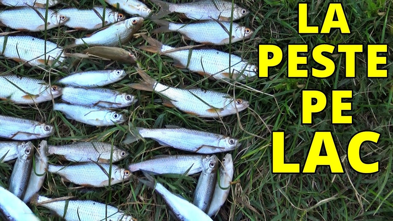 LA PESCIUT DE SOMOTEL,ROSIOARA SI OBLETE PE LAC VLOG LA PESCUIT