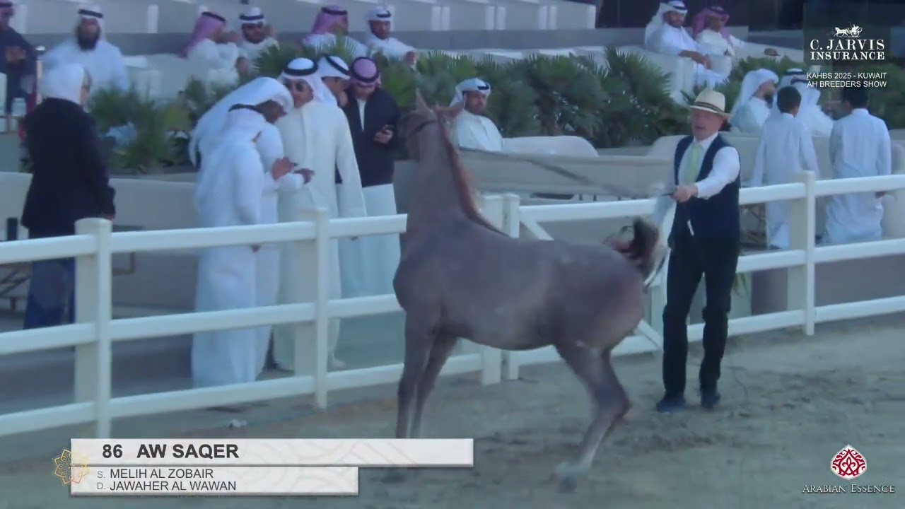 N 86 AW SAQER   KAHBS 2025   Kuwait AH Breeders Show   Colt Foals   Section B Class CFB