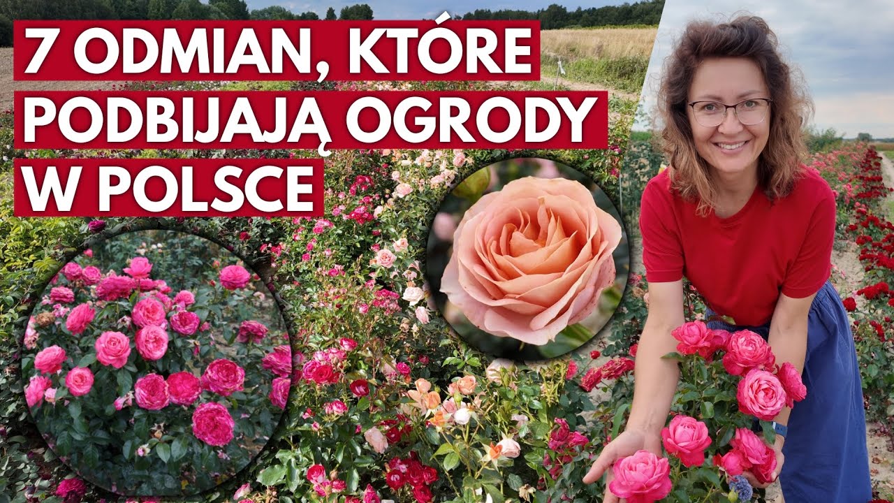 7 polecanych odmian róż – idealne na rabaty i do ogrodu. Zobacz, jak kwitną na polu w pełni lata