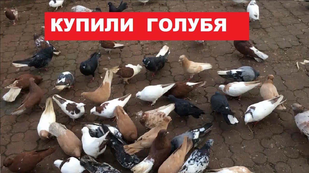 Бывает купили на рынке голубя, то может быть...