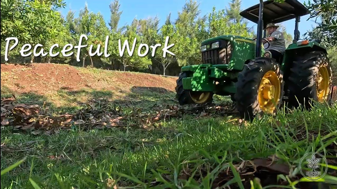 Peaceful work on the farm, orchard hygiene, mulching and fertilizing