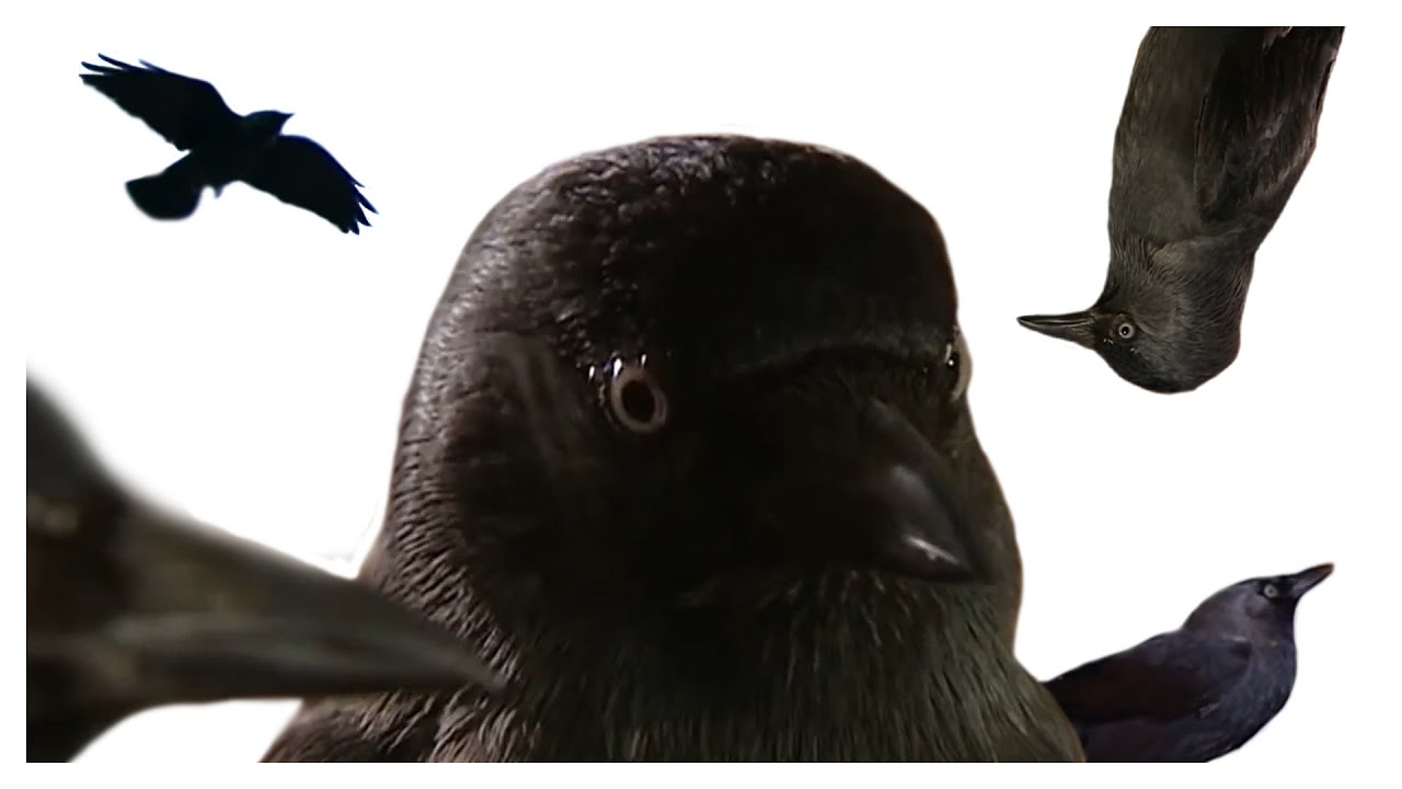 YouTube Kacke: Vögel(n)