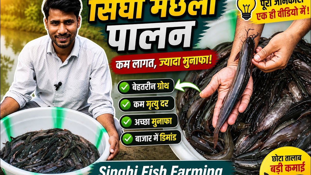 Singhi Fish Farming, полная информация о Singhi Fish Farming, бизнесе в области Singhi Fish Farming.