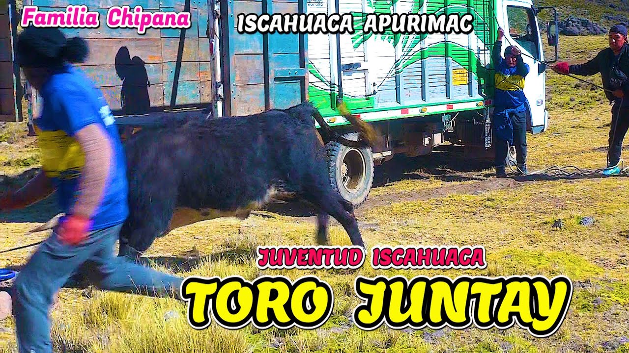 TORO JUNTAY/ de TOROS BRAVOS  ISCAHUACA APURIMAC.