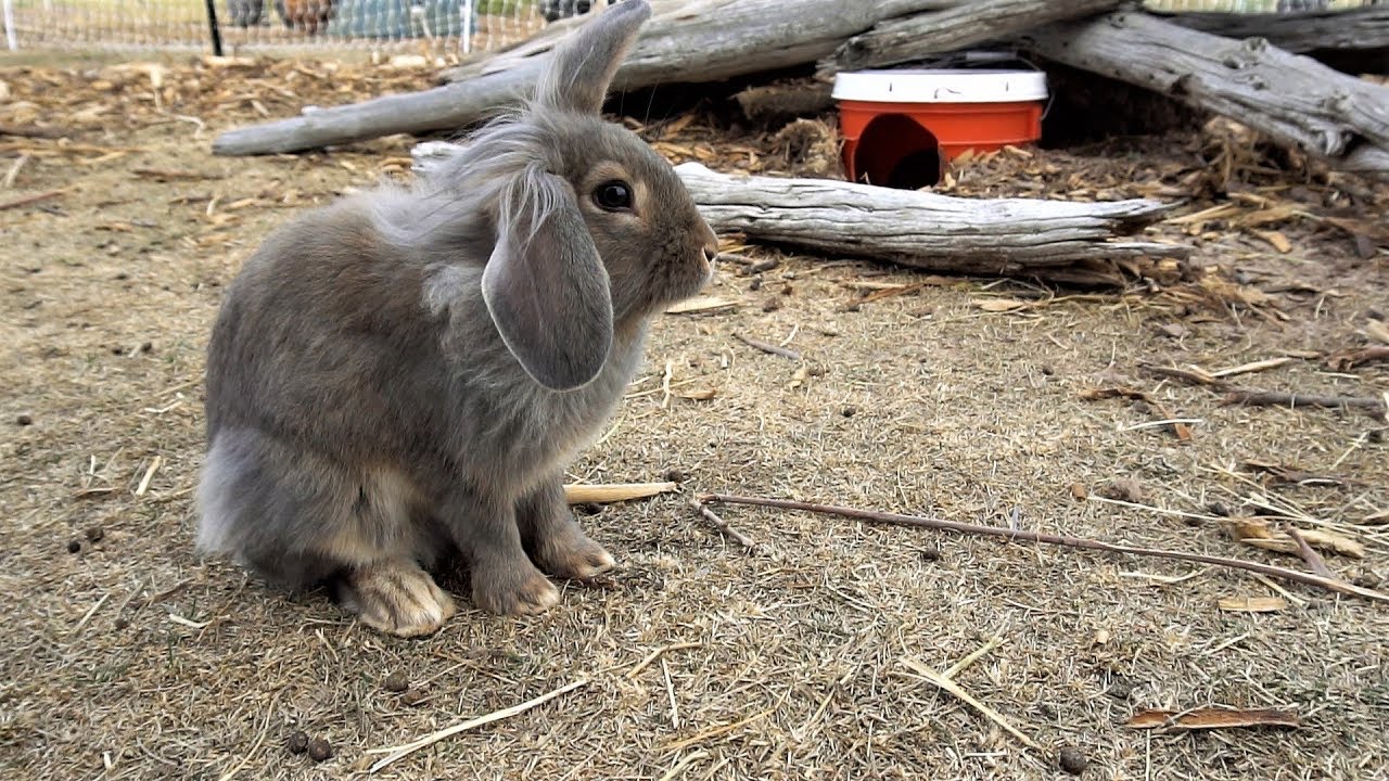 GoPro Camera Down A Rabbit Hole