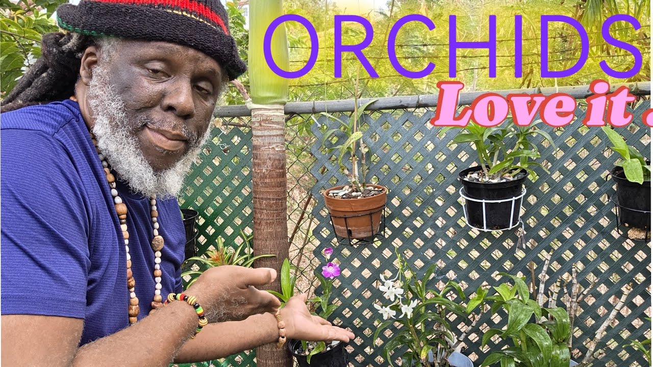 Insider Look at Caribbean Garden Living : Orchids Beauty , Tips and Care 