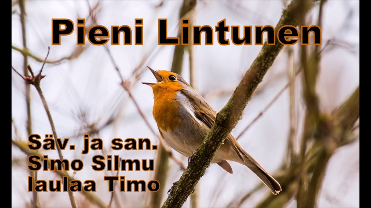 Pieni lintunen - laulaa Timo