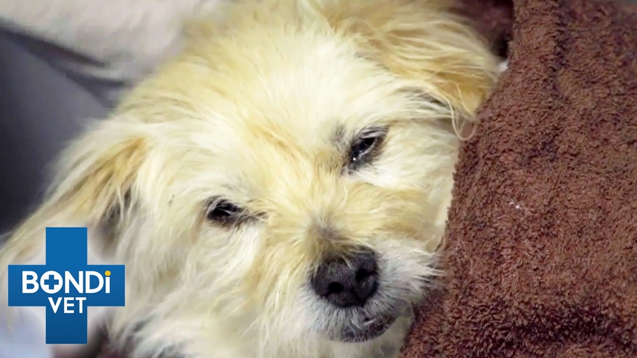 Elderly Dog Has Massive Bladder Stones That Need To Be Removed 💎 | Bondi Vet