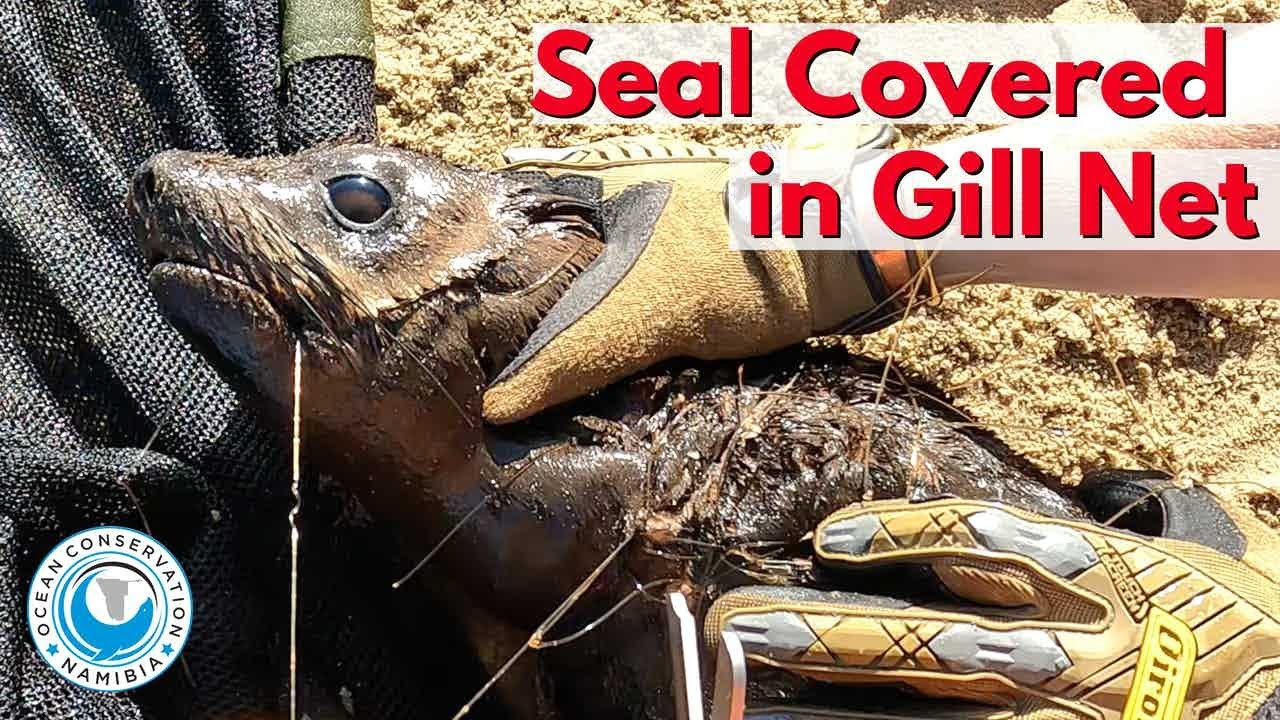 Seal Rescued from Gill Net