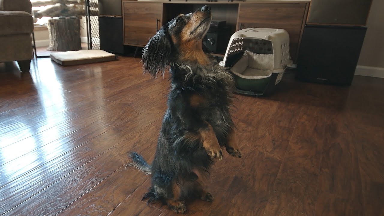 Tricks with Turbo Toby (Miniature Dachshund)