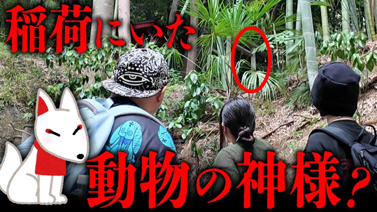 動物を守る活動をしているめちゃくちゃお茶目な神様？が稲荷にいたので話を聞かせてもらった【心霊】