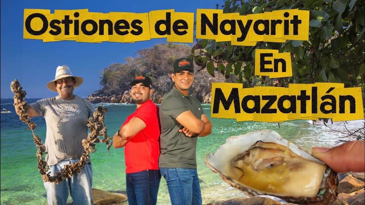 De NAYARIT a MAZATLÁN para VENDER OSTIONES !