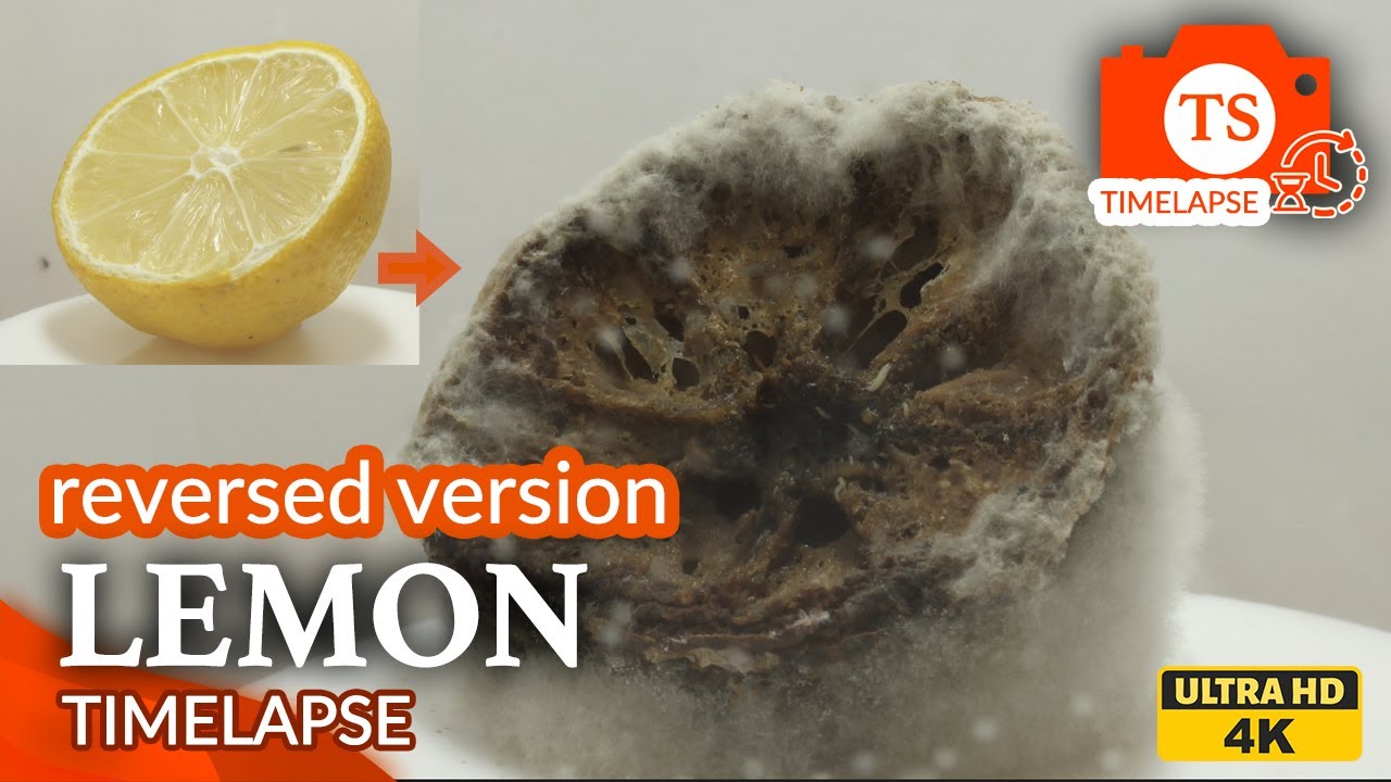 Reversed Timelapse - Rotting Half of Lemon - 4K