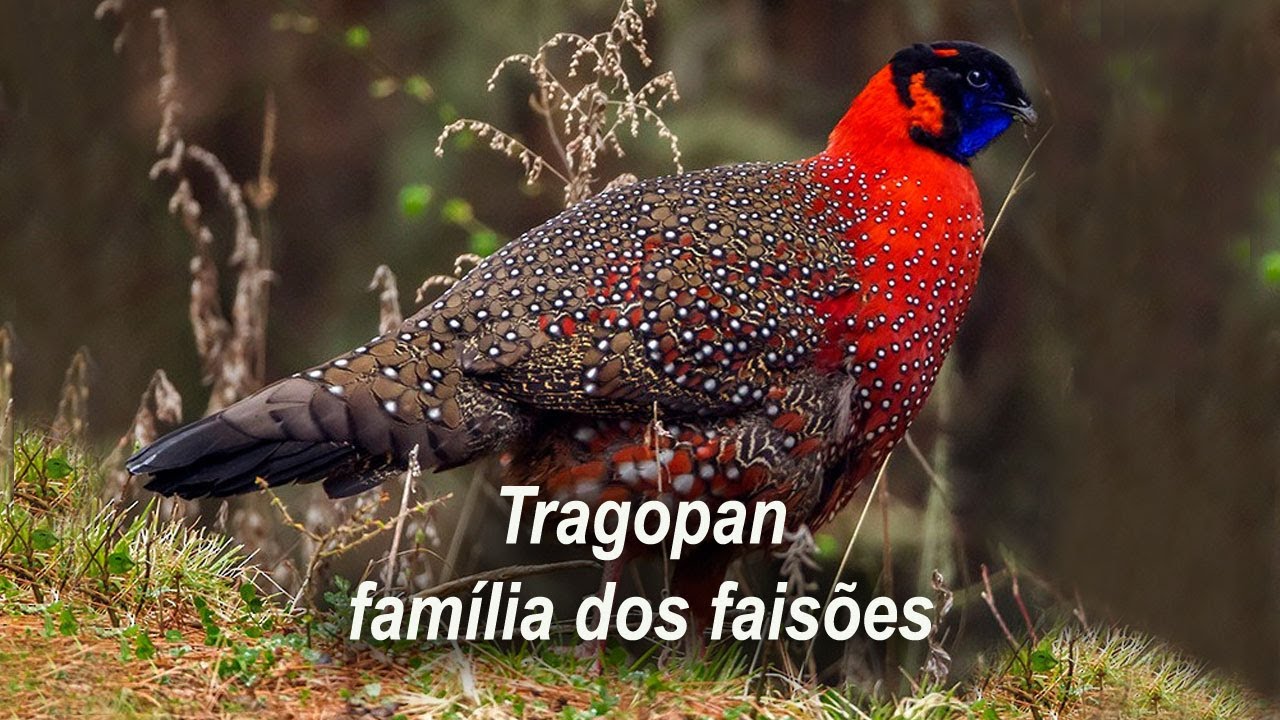 TRAGOPAN | FAM&Iacute;LIA DOS FAIS&Otilde;ES