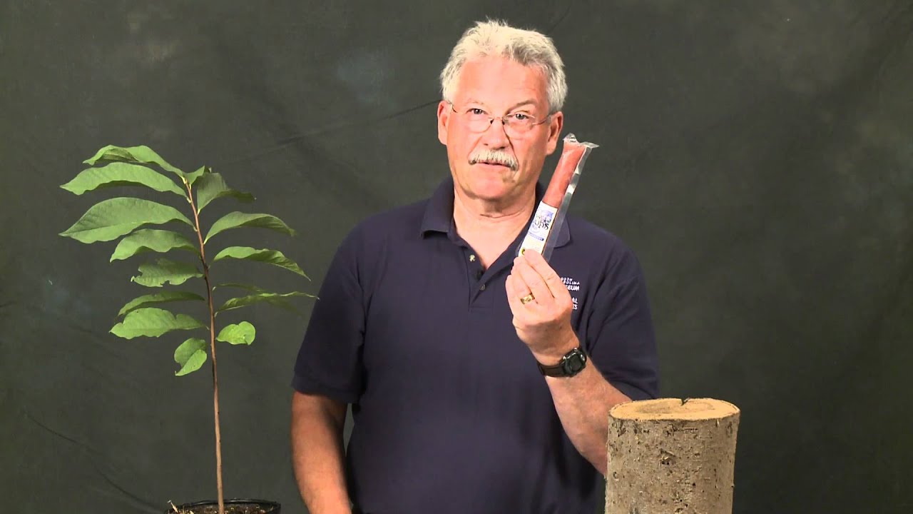 Pawpaw Trees and their Tasty Fruit: A Moment of Science