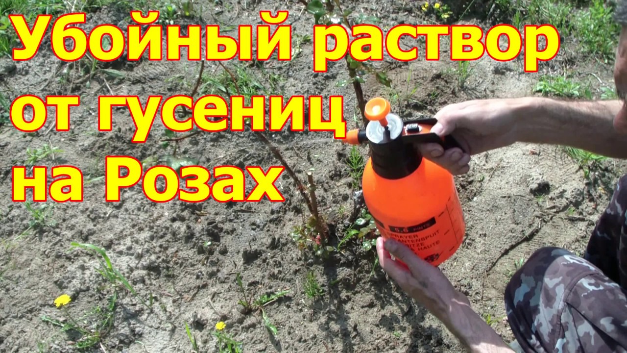 Супер Средство от ГУСЕНИЦ на РОЗАХ