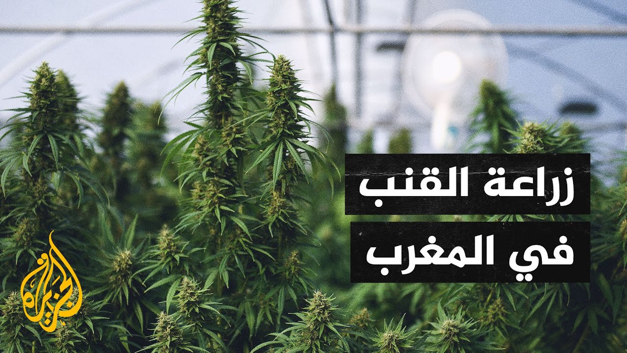 المغرب يسعى لاستخدام القنب الهندي من خلال تقنين زراعة النبتة المخدرة