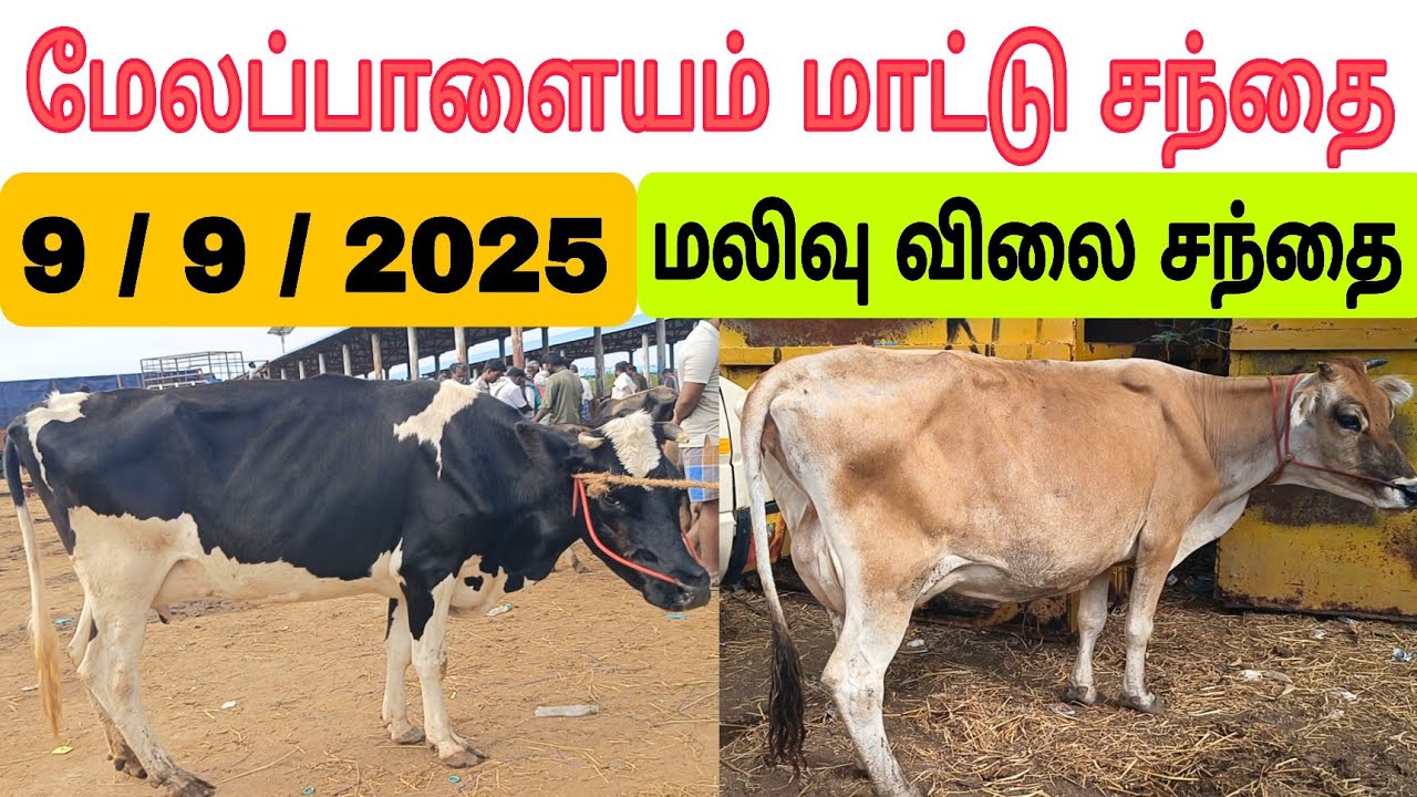 9 / 9 / 2025 / மேலப்பாளையம் மாட்டு சந்தை #மாடு #cow #cowmarket2025 #cows #cowfarm #பசுமாடு #பால்மாடு