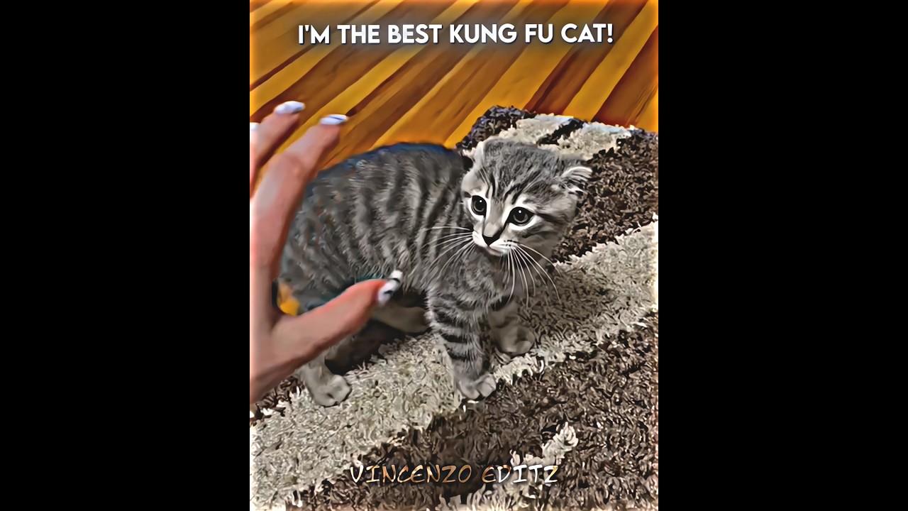 Best kung-fu cat moment... #trollface #edit #troll