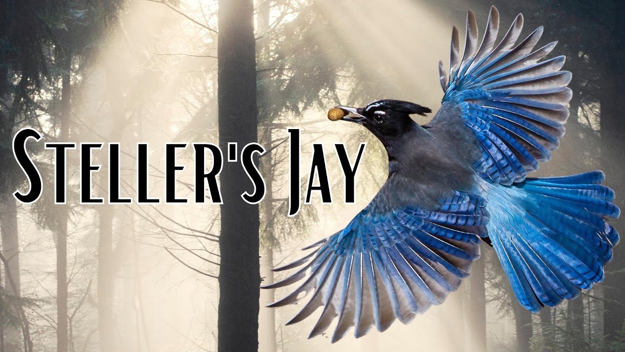 STELLER'S JAY | A very STELLAR JAY indeed