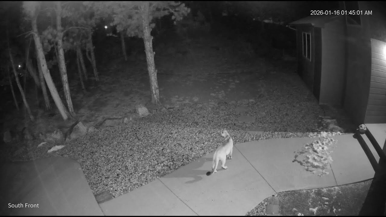 2026-01-16 Momma and two cubs heading home after a night out.