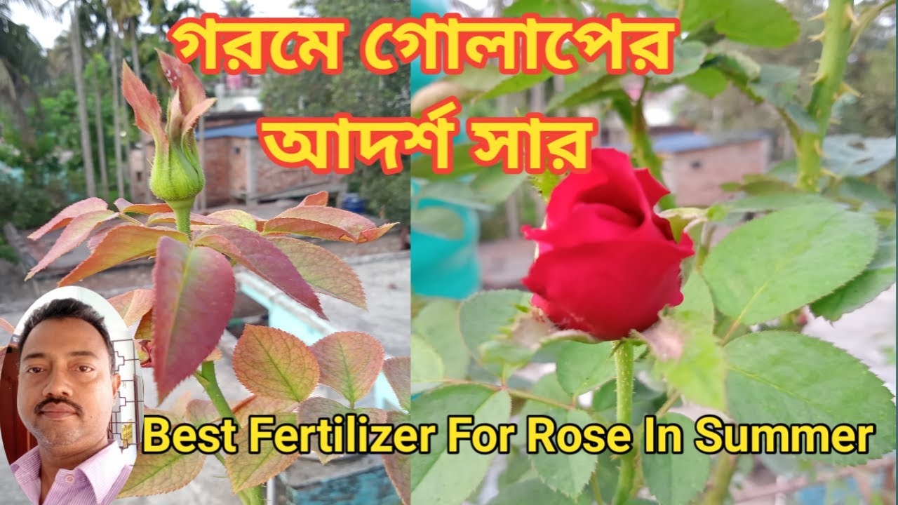 Best Fertilizer For Rose In Summer / Summer Fertilizer For Rose Plant