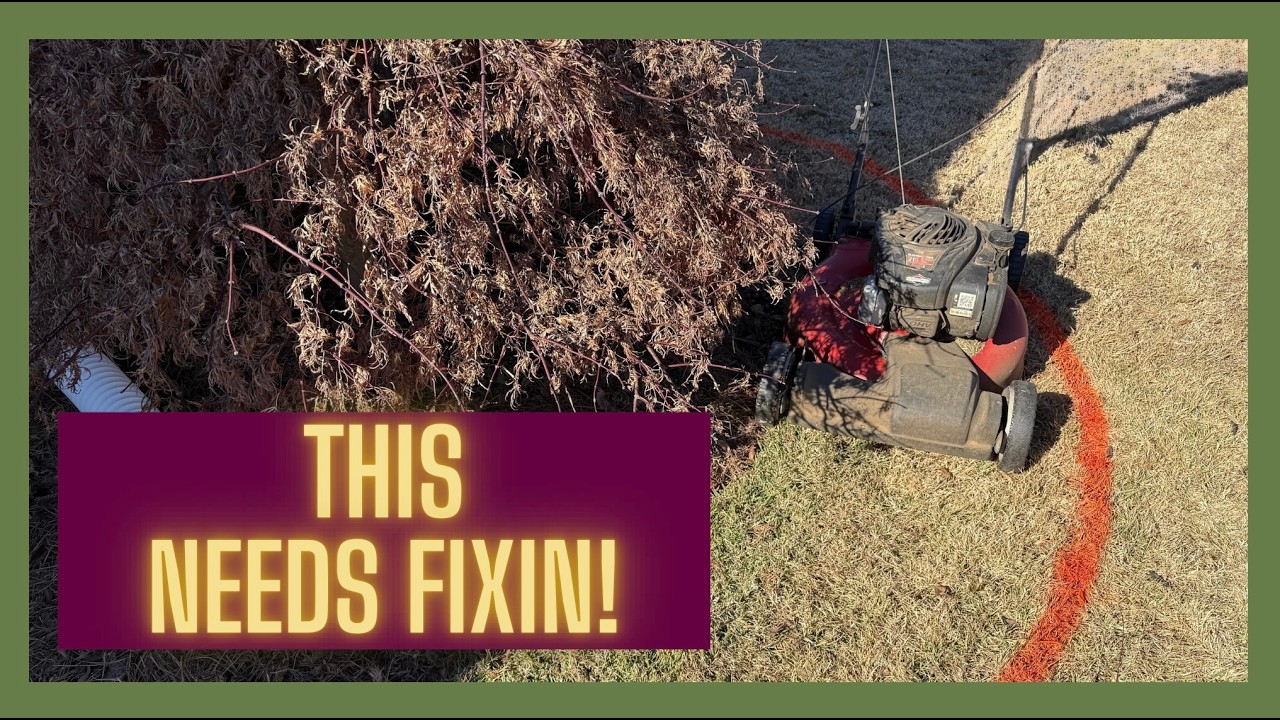 Our Weeping Japanese Maple Outgrew Its Bed | Flower Bed Expansion #gardening #japanesemaple #zone8b