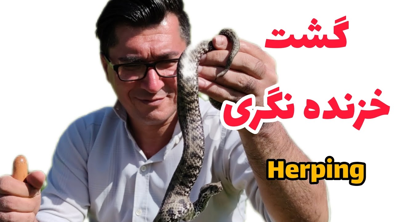 خزنده نگری   شناخت حیات وحش  خزندگان و مارهای ایران  Herping Reptile