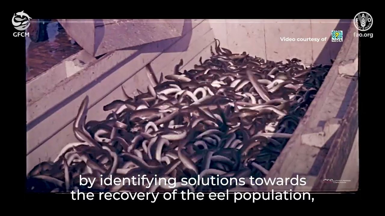 Together for the European eel