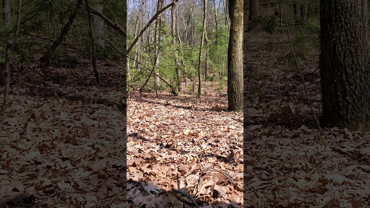 Hide and seek with german shepard