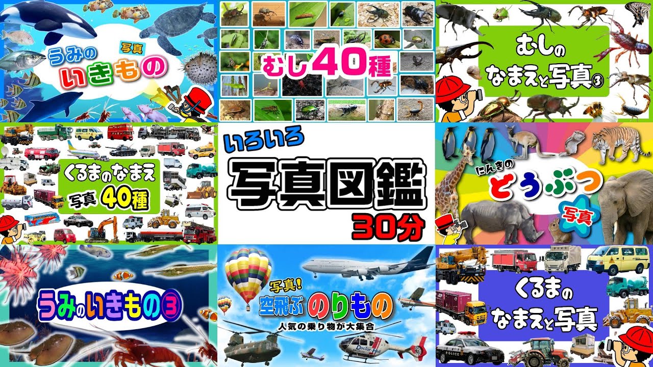 【知育アニメ】写真で覚える色々な名前！はたらくくるま・こんちゅう・海の生き物・動物・図鑑まとめ30分〈乗り物・どうぶつ・働く車・昆虫〉【Name & Photo kids anime】子供向け