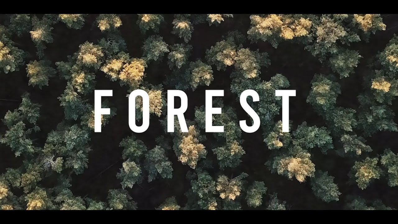 FOREST | by Jonas Vermeylen