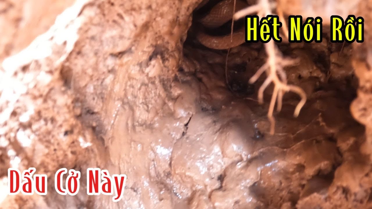 Hang Này Phải 2 Con Quá Trời Cái Dấu Mà | Mười Thương Săn Bắt