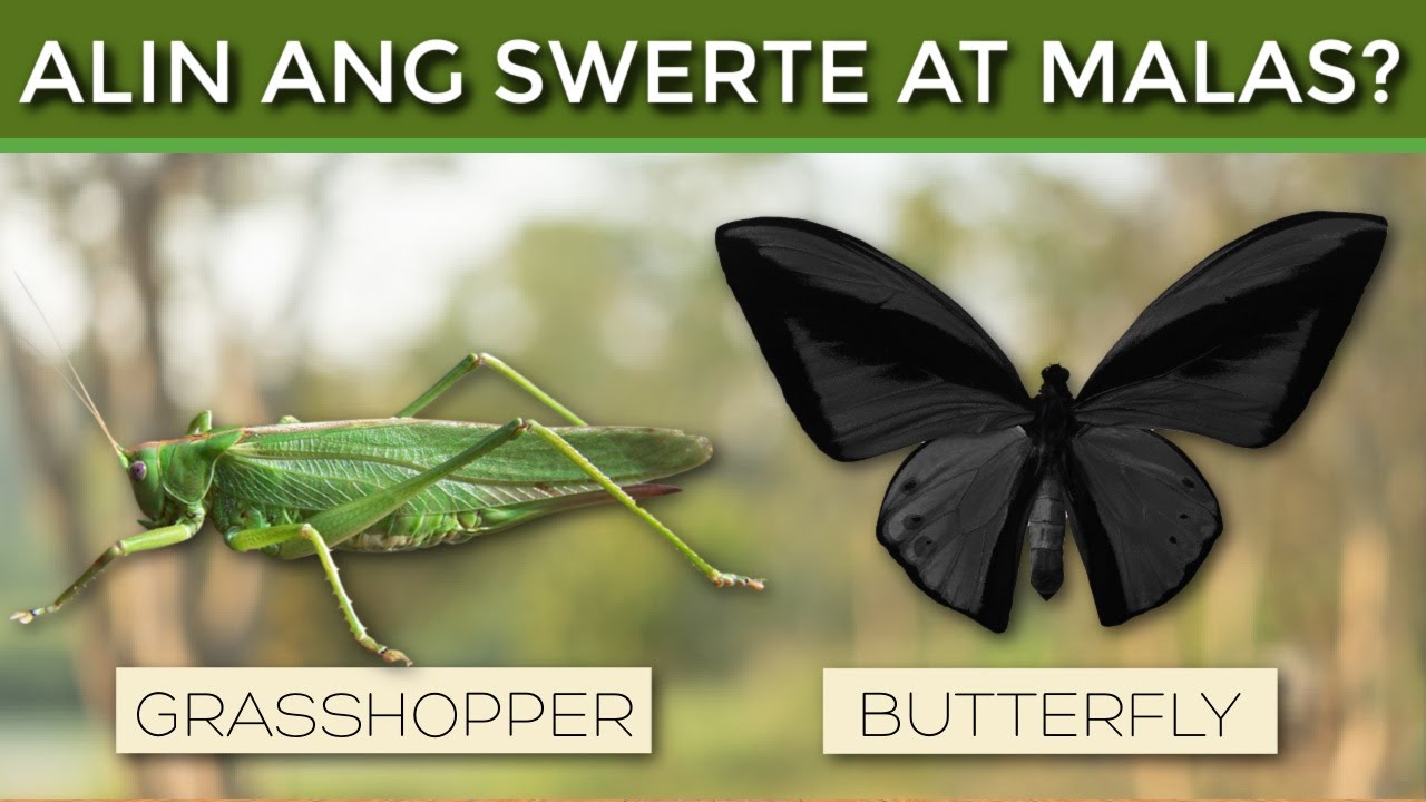 Ganito ang Kuhulugan Kapag Ganitong Insekto ang Nakikita mo SWERTE BA O MALAS