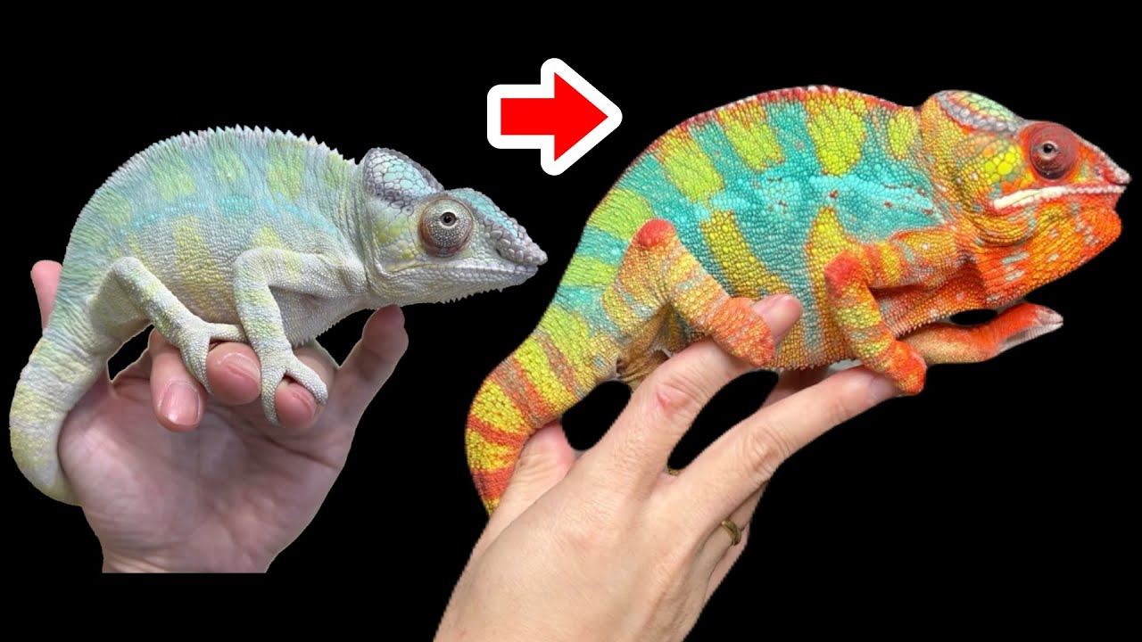 カメレオンの色変化がスゴすぎる！