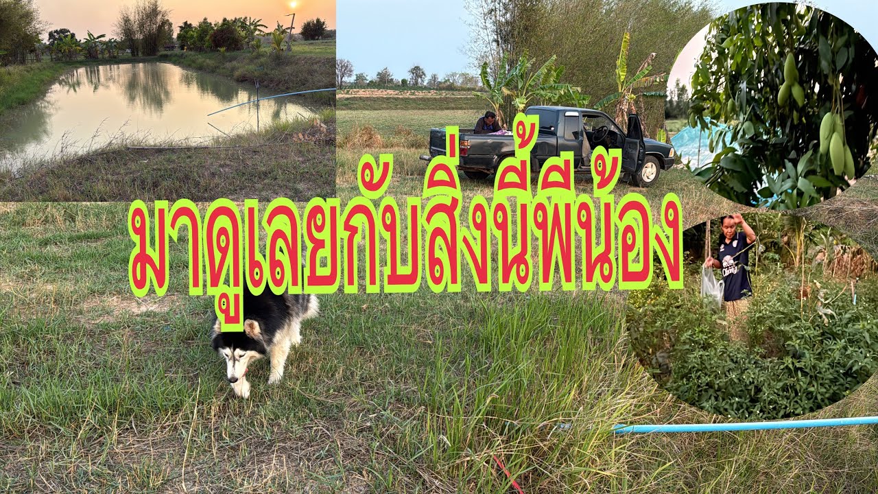 พ่อยุทธแม่ติ่งมาเลาะนาก่อนออกเดินทาง#อุ๋งอิ๋งเพชรบ้านแพง #สาวน้อยเพชรบ้านแพง 