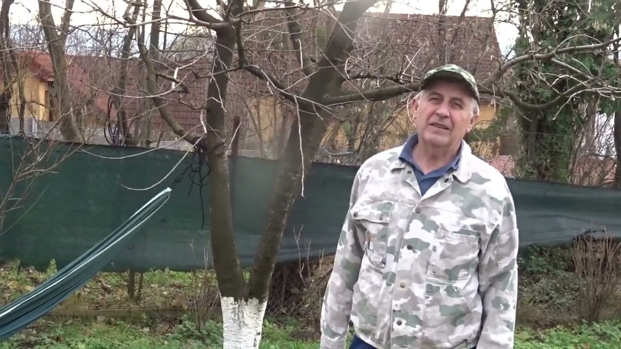 Tratezi nucul ca pe ceilalți pomi? Cum să ai rod sănătos la nuci